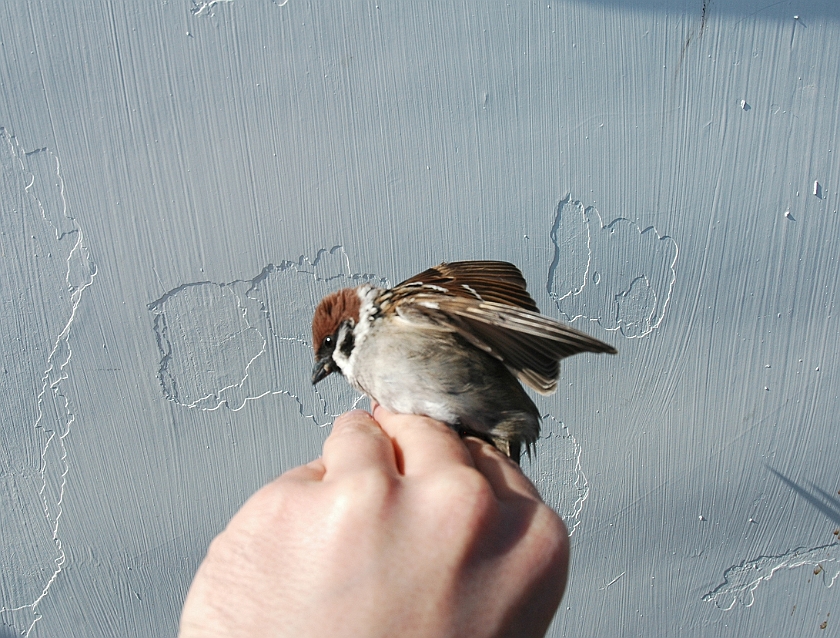 Eurasian Tree Sparrow, Digrans